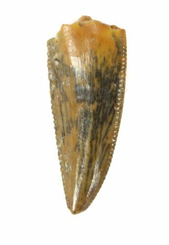 Serrated, Raptor Tooth - Morocco #46996